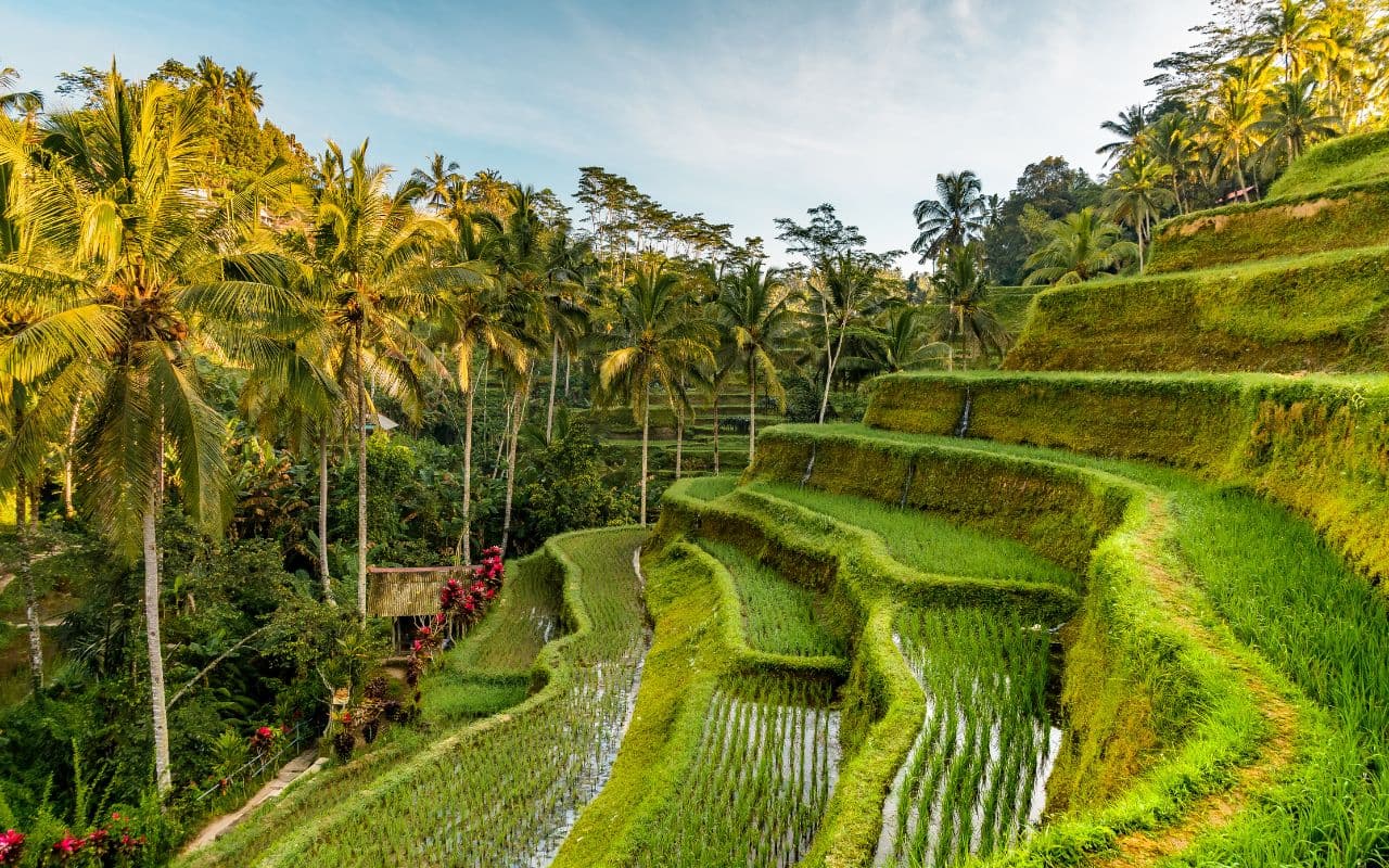 Tegalalang Rice Terrace